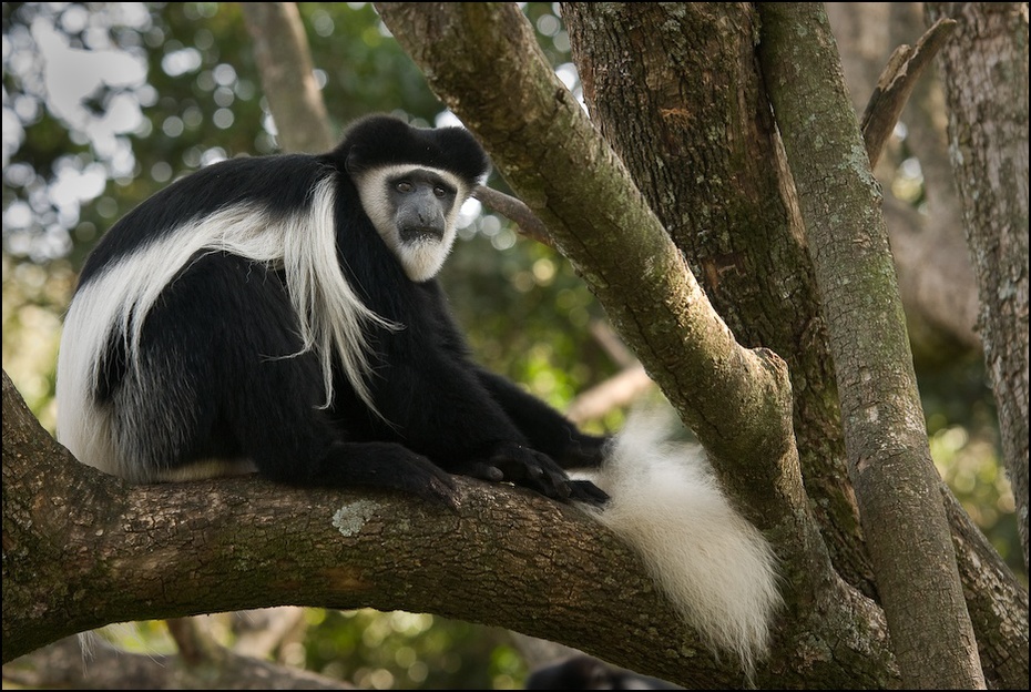  Gereza Zwierzęta Nikon D200 AF-S Nikkor 70-200mm f/2.8G Kenia 0 fauna ssak drzewo prymas nowa małpa świata liść stary świat małpa zwierzę lądowe dzikiej przyrody organizm