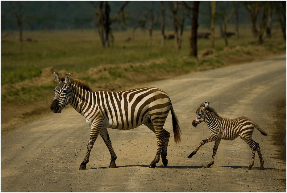  Zebra źrebakiem Zwierzęta Nikon D200 AF-S Nikkor 70-200mm f/2.8G Kenia 0 dzikiej przyrody zebra fauna ssak zwierzę lądowe łąka sawanna safari koń jak ssak organizm