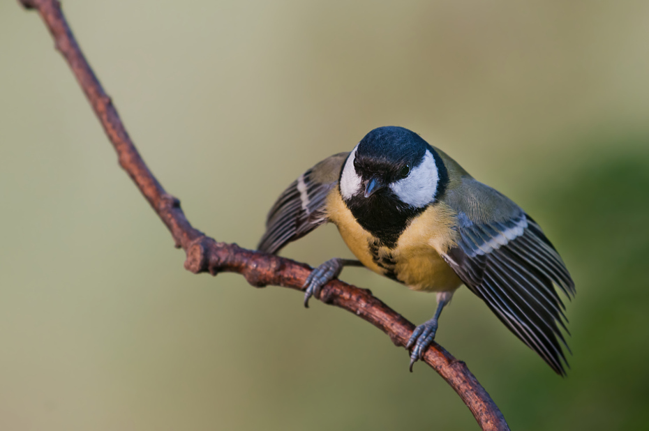  Bogatka Ptaki sikorka bogatka ptaki Nikon D300 Sigma APO 500mm f/4.5 DG/HSM Zwierzęta ptak dziób fauna chickadee ptak przysiadujący dzikiej przyrody skrzydło organizm zięba pióro