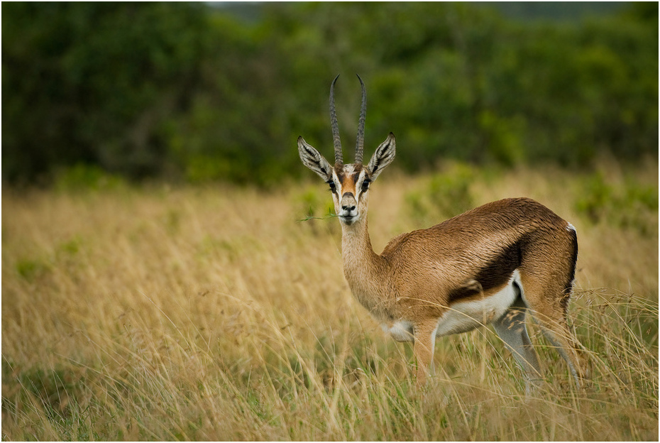  Gazela deszczu Zwierzęta Nikon D200 AF-S Nikkor 70-200mm f/2.8G Kenia 0 dzikiej przyrody fauna ekosystem gazela ssak łąka zwierzę lądowe antylopa springbok rezerwat przyrody
