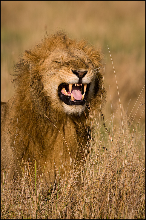  Lew Zwierzęta Nikon D300 Sigma APO 500mm f/4.5 DG/HSM Kenia 0 dzikiej przyrody wyraz twarzy ssak masajski lew fauna zwierzę lądowe pustynia łąka sawanna