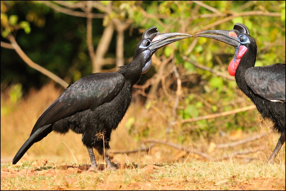  Dzioboróg abisynski Ptaki Nikon D300 Sigma APO 500mm f/4.5 DG/HSM Etiopia 0 ptak fauna dziób ibis dzikiej przyrody żuraw jak ptak organizm sęp
