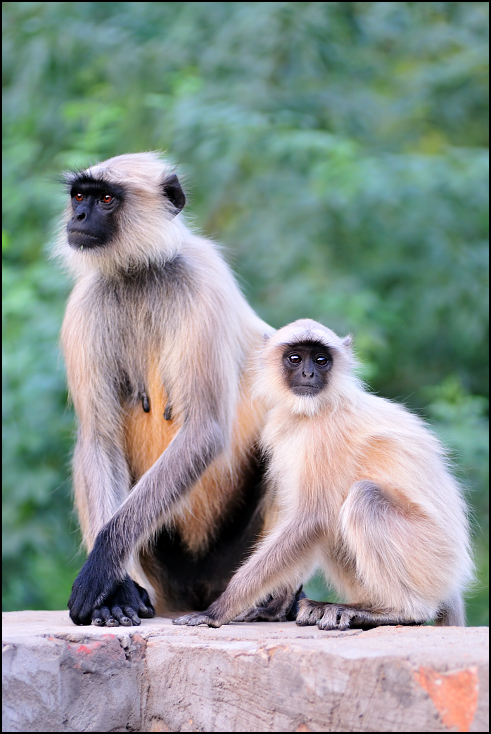  Langury Fauna Nikon D300 Zoom-Nikkor 80-200mm f/2.8D Indie 0 fauna prymas dzikiej przyrody Langur nowa małpa świata makak stary świat małpa pysk futro