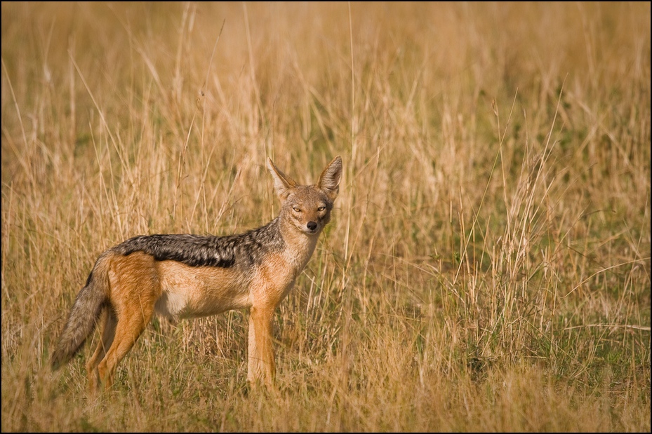  Szakal Zwierzęta Nikon D300 Sigma APO 500mm f/4.5 DG/HSM Kenia 0 dzikiej przyrody szakal fauna ssak łąka preria pustynia trawa zwierzę lądowe kojot