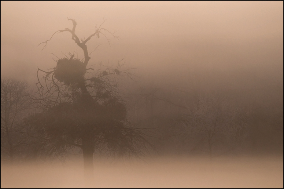  Zima Krajobraz Nikon D300 Sigma APO 500mm f/4.5 DG/HSM mgła zamglenie niebo ranek drzewo atmosfera wschód słońca świt drewno ecoregion