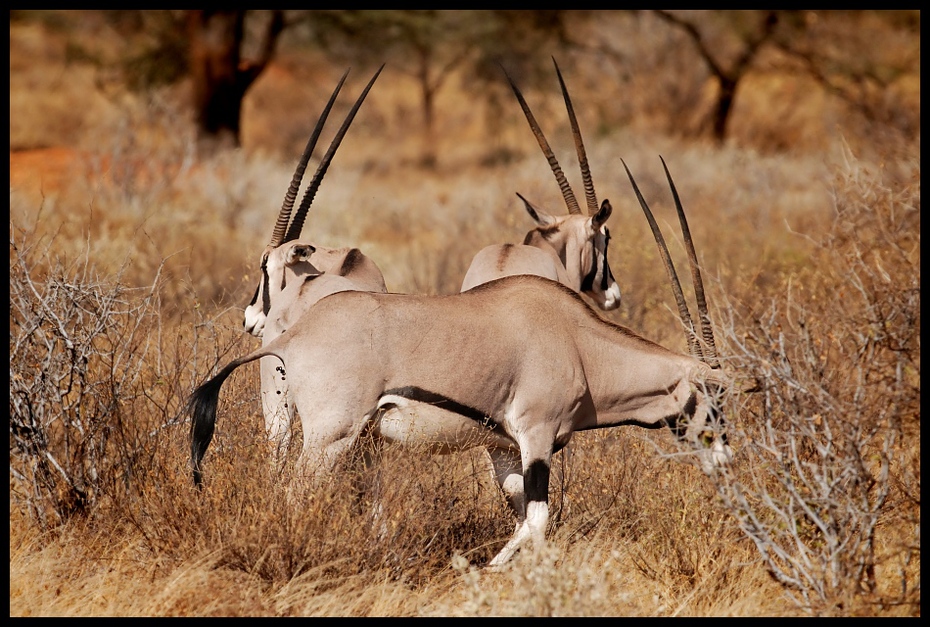  Oryks Przyroda oryksy ssaki kenya Nikon D200 Sigma APO 500mm f/4.5 DG/HSM Kenia 0 dzikiej przyrody oryx gemsbok fauna róg antylopa springbok gazela zwierzę lądowe safari