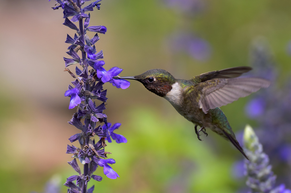  Koliberek rubinobrody Ptaki Nikon D7000 AF-S Nikkor 70-200mm f/2.8G Texas 0 ptak koliber fauna flora dzikiej przyrody dziób zapylacz nektar roślina kwiat
