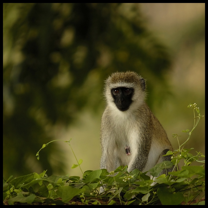  Kapucynka Przyroda kapucynka ssaki małpa samburu kenia Nikon D70 Sigma APO 50-500mm f/4-6.3 HSM Kenia 0 fauna ssak dzikiej przyrody prymas zwierzę lądowe organizm stary świat małpa trawa pysk makak