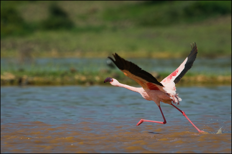 Flaming Ptaki Nikon D300 Sigma APO 500mm f/4.5 DG/HSM Kenia 0 ptak woda ekosystem fauna shorebird wodny ptak szczudło dzikiej przyrody dziób Ciconiiformes
