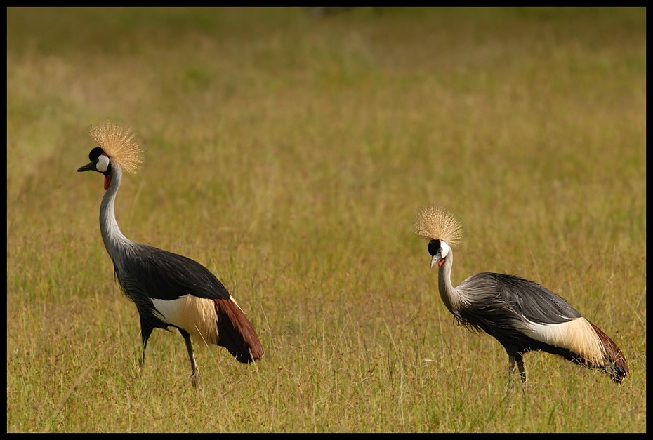  Koronnik szary Ptaki koronnik ptaki żuraw koroniasty Nikon D200 Sigma APO 500mm f/4.5 DG/HSM Kenia 0 ptak ekosystem fauna żuraw jak ptak dziób dźwig dzikiej przyrody trawa ibis łąka