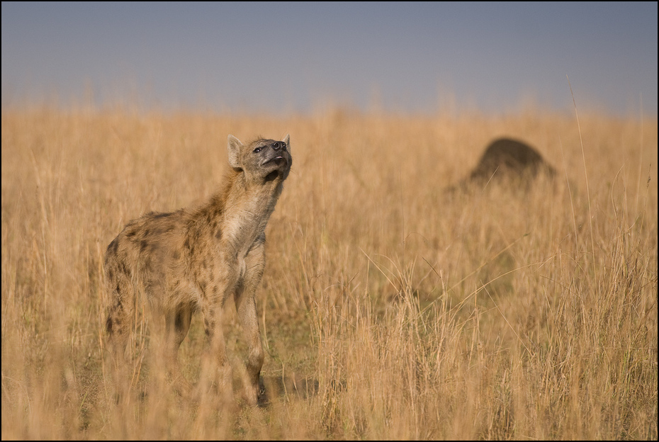  Hiena Zwierzęta Nikon D200 AF-S Nikkor 70-200mm f/2.8G Kenia 0 dzikiej przyrody łąka ekosystem hiena sawanna fauna preria pustynia step ecoregion