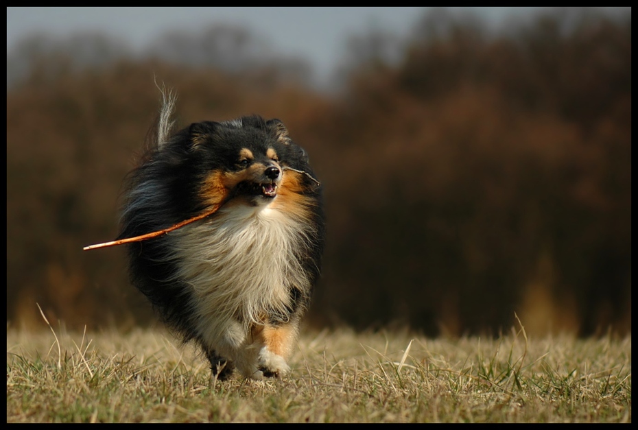  Owczarek szetlandzki Psy Nikon D200 AF-S Micro-Nikkor 105mm f/2.8G IF-ED Zwierzęta rasa psa pies jak ssak pies grupa psów carnivoran pysk kollia trawa wąsy pies do towarzystwa