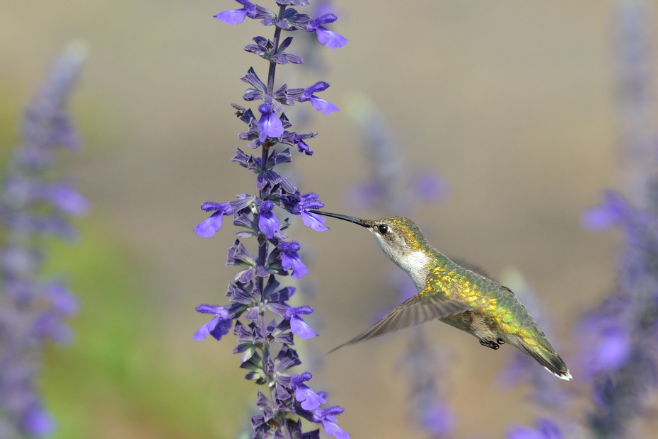  Koliberek rubinobrody Ptaki Nikon D7000 AF-S Nikkor 70-200mm f/2.8G Texas 0 ptak fauna koliber flora dzikiej przyrody dziób zapylacz angielska lawenda kwiat lawenda