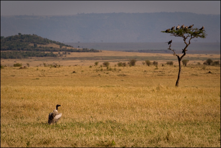  Sępy Krajobraz Nikon D200 AF-S Nikkor 70-200mm f/2.8G Kenia 0 dzikiej przyrody łąka ekosystem sawanna fauna Równina pustynia preria krzewy rezerwat przyrody