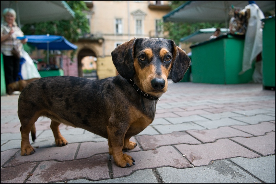 Przy straganie Ukraina, Odessa 0 Nikon D300 AF-S Zoom-Nikkor 17-55mm f/2.8G IF-ED pies pies jak ssak rasa psa jamnik pysk carnivoran wrażliwe rodzime rasy