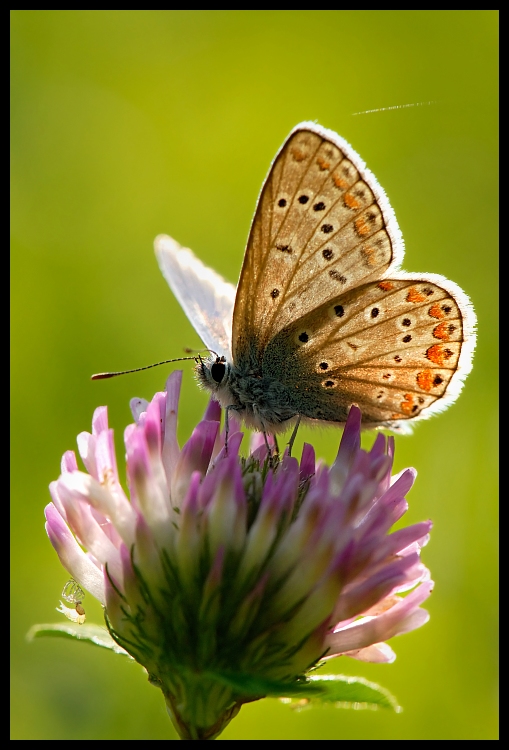 Modraszek Motyle Nikon D200 AF-S Micro-Nikkor 105mm f/2.8G IF-ED Makro motyl owad ćmy i motyle Lycaenid Pędzelek motyl kwiat bezkręgowy fotografia makro nektar zapylacz