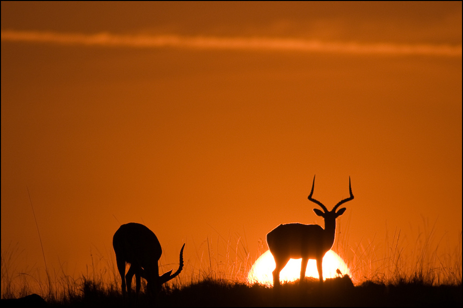  Wschód słońca nad Masai Marą Krajobraz Nikon D300 Sigma APO 500mm f/4.5 DG/HSM Kenia 0 dzikiej przyrody niebo jeleń wschód słońca zachód słońca sawanna ranek sylwetka łąka antylopa