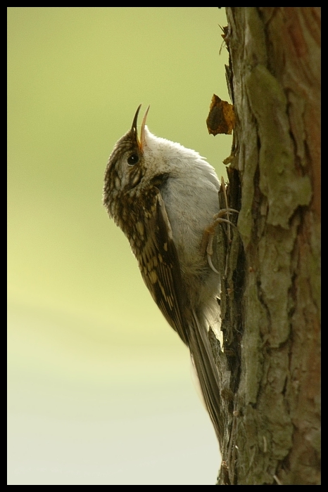  Pełzacz leśny Ptaki ptaki pełzacz Nikon D70 Sigma APO 100-300mm f/4 HSM Zwierzęta ptak fauna dziób dzikiej przyrody drzewo skrzydło pióro zbiory fotografii