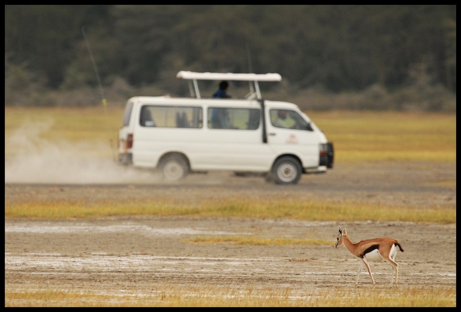  Kenijskie podróże Klimaty Nikon D200 Sigma APO 500mm f/4.5 DG/HSM Kenia 0 safari ekosystem dzikiej przyrody ecoregion step pojazd Równina samochód krajobraz łąka