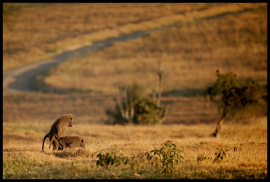  Pawiany Przyroda pawian ssaki kenya Nikon D200 Sigma APO 500mm f/4.5 DG/HSM Kenia 0 dzikiej przyrody łąka ekosystem fauna sawanna ssak pustynia ecoregion zwierzę lądowe Park Narodowy