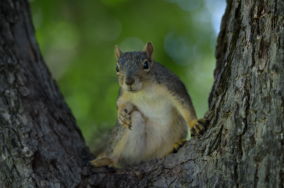 Wiewiórka San Antonio Texas 0 Nikon D7000 AF-S Nikkor 70-200mm f/2.8G wiewiórka ssak fauna lis wiewiórka dzikiej przyrody gryzoń drzewo bagażnik samochodowy pysk