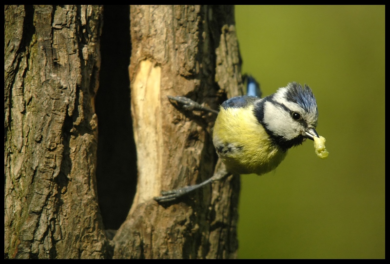  Modraszka Ptaki sikorka modra modraszka ptak Nikon D200 Sigma APO 70-300mm f/4-5.6 Macro Zwierzęta fauna dziób drzewo chickadee gałąź organizm dzikiej przyrody ptak przysiadujący Gałązka