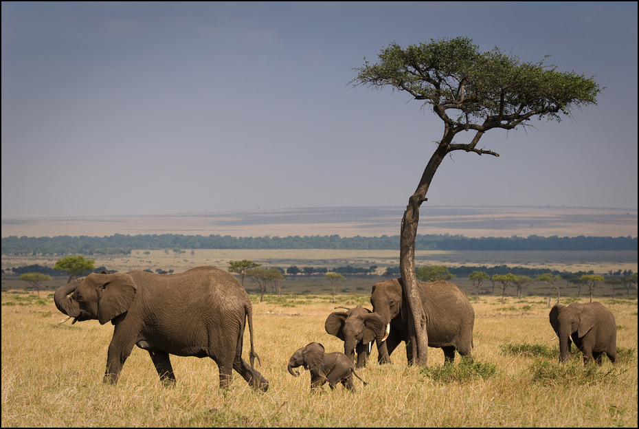  Rodzina słoni Zwierzęta Nikon D200 AF-S Nikkor 70-200mm f/2.8G Kenia 0 słonie i mamuty dzikiej przyrody słoń łąka zwierzę lądowe ekosystem słoń indyjski sawanna pustynia fauna