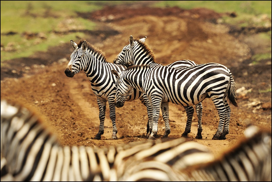  Zebry Zwierzęta Nikon D300 Sigma APO 500mm f/4.5 DG/HSM Tanzania 0 dzikiej przyrody zebra zwierzę lądowe ssak fauna koń jak ssak łąka sawanna safari organizm
