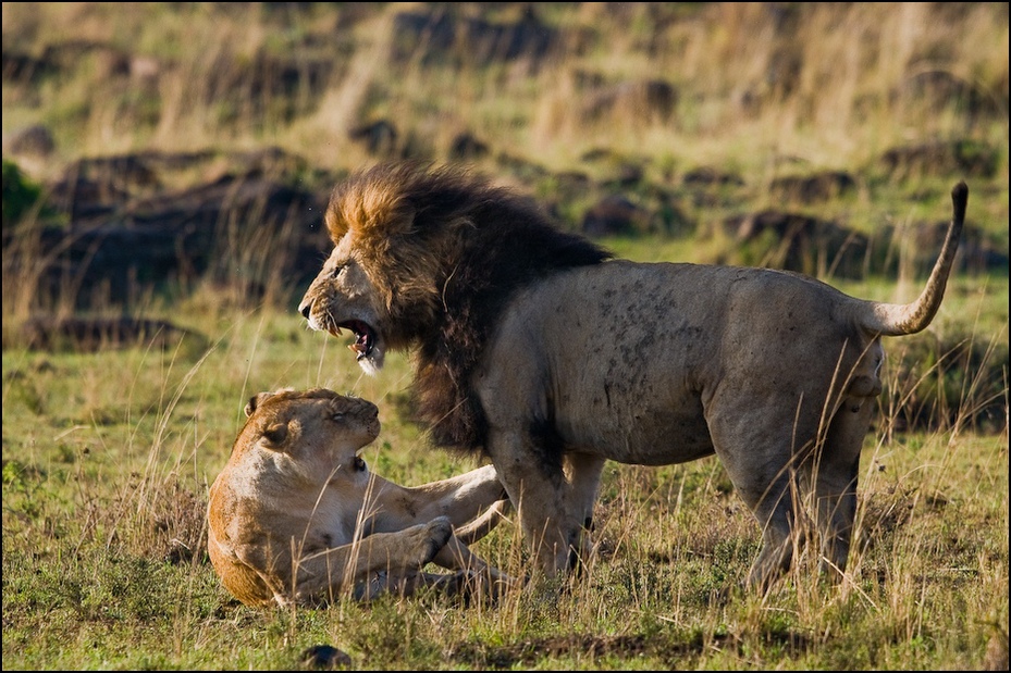  Lwia pogawędka Zwierzęta Nikon D300 Sigma APO 500mm f/4.5 DG/HSM Kenia 0 dzikiej przyrody zwierzę lądowe fauna Lew pustynia masajski lew safari sawanna łąka duże koty