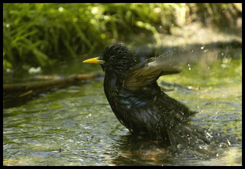  Szpak kąpieli Ptaki szpaki ptaki Nikon D70 Sigma APO 100-300mm f/4 HSM Zwierzęta ptak woda dziób fauna dzikiej przyrody kos organizm rzeka wodny ptak