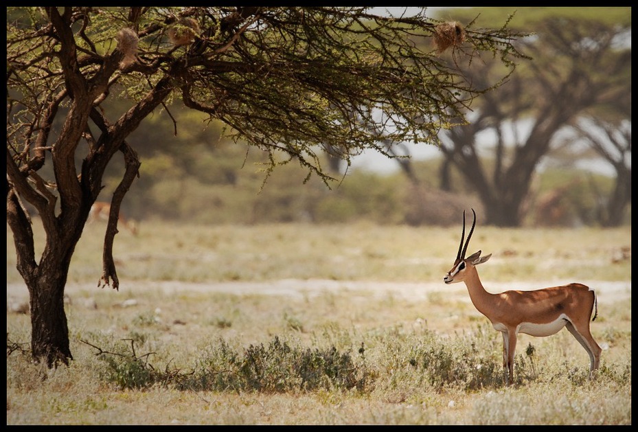  Gazela Thompsona Przyroda Nikon D200 Sigma APO 500mm f/4.5 DG/HSM Kenia 0 dzikiej przyrody springbok fauna ekosystem antylopa gazela impala pustynia sawanna łąka