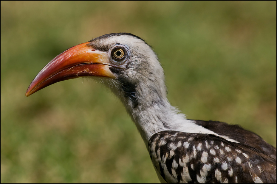  Toko białogrzbiety Ptaki Nikon D300 Sigma APO 500mm f/4.5 DG/HSM Kenia 0 ptak dziób dzioborożec fauna ścieśniać coraciiformes organizm dzikiej przyrody