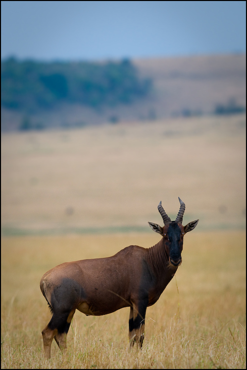  Topi Zwierzęta Nikon D300 Sigma APO 500mm f/4.5 DG/HSM Kenia 0 dzikiej przyrody fauna niebo róg antylopa łoś łąka trawa bydło takie jak ssak ecoregion