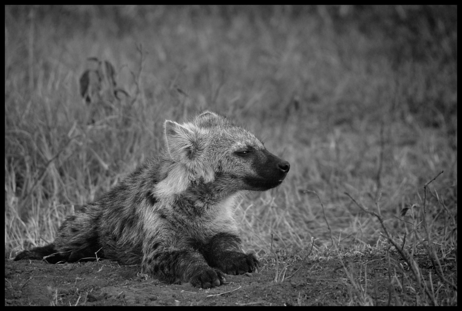  Hieny Przyroda hiena Nikon D70 Sigma APO 50-500mm f/4-6.3 HSM Kenia 0 dzikiej przyrody czarny i biały fauna ssak fotografia monochromatyczna fotografia monochromia pysk wąsy