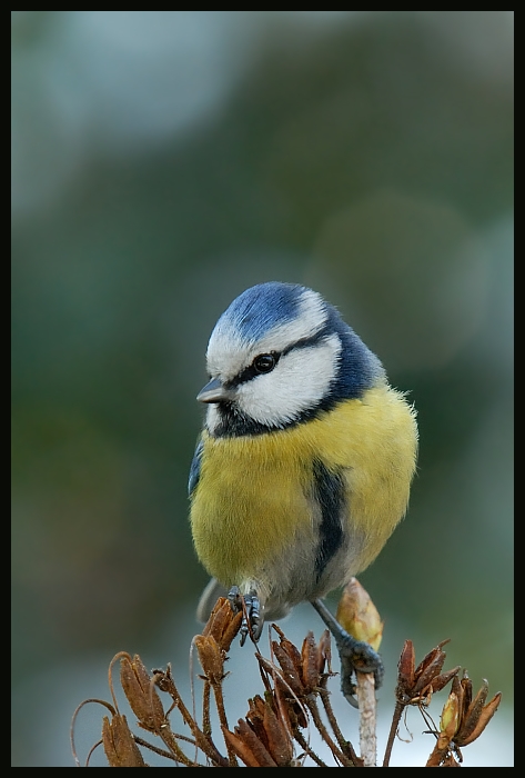 Modraszka #12 Ptaki sikorka modraszka ptaki Nikon D200 Sigma APO 100-300mm f/4 HSM Zwierzęta ptak dziób fauna chickadee dzikiej przyrody ścieśniać ptak przysiadujący organizm pióro zięba