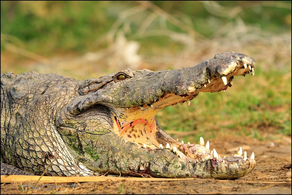  Krokodyl Zwierzęta Nikon D300 Sigma APO 500mm f/4.5 DG/HSM Etiopia 0 Crocodilia krokodyl krokodyl nilowy gad zwierzę lądowe fauna amerykański aligator dzikiej przyrody organizm aligator