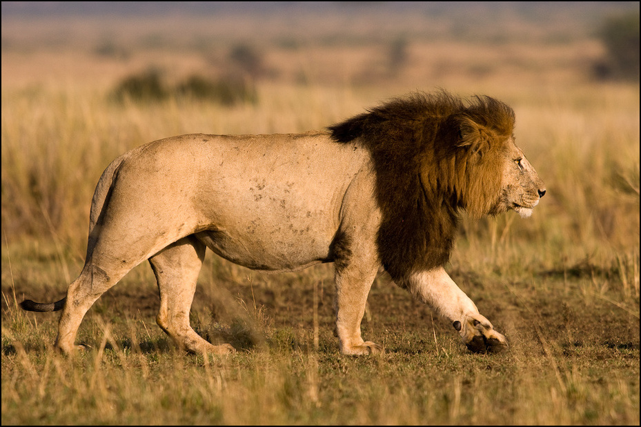  Lew Zwierzęta Nikon D300 Sigma APO 500mm f/4.5 DG/HSM Kenia 0 dzikiej przyrody zwierzę lądowe ssak łąka masajski lew fauna pustynia grzywa duże koty