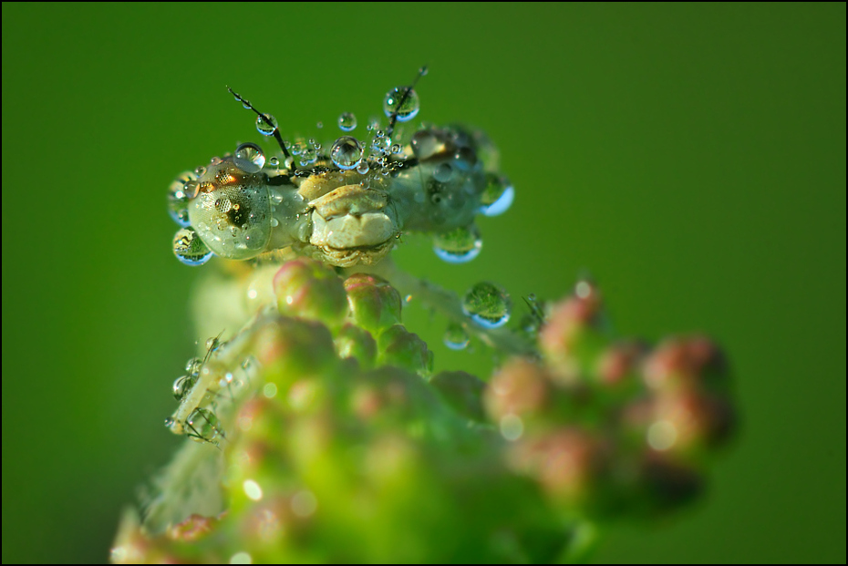  Ważka Ważki Nikon D300 AF-S Micro-Nikkor 105mm f/2.8G IF-ED Makro owad woda fotografia makro ścieśniać bezkręgowy organizm wilgoć szkodnik rosa skrzydlaty owad błotny