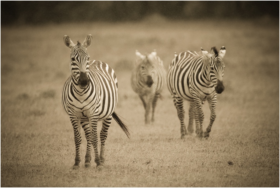  Zebry deszczu Przyroda zebra the rain, kenya Nikon D200 Sigma APO 500mm f/4.5 DG/HSM Kenia 0 dzikiej przyrody czarny i biały fauna ssak zwierzę lądowe sawanna koń jak ssak łąka fotografia