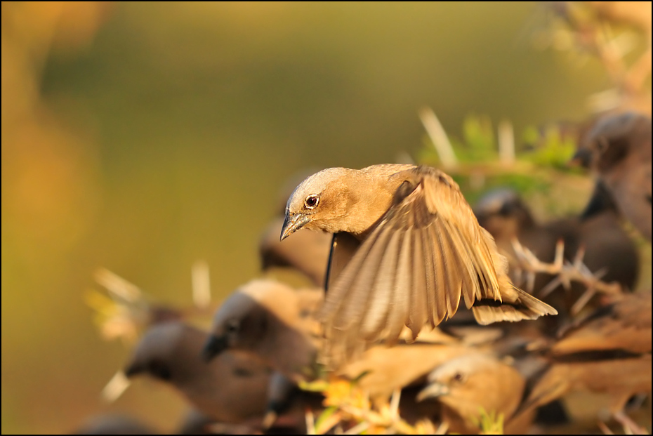  Gromadnik siwogłowy Ptaki Nikon D300 Sigma APO 500mm f/4.5 DG/HSM Etiopia 0 ptak fauna dziób dzikiej przyrody zięba organizm ptak przysiadujący wróbel