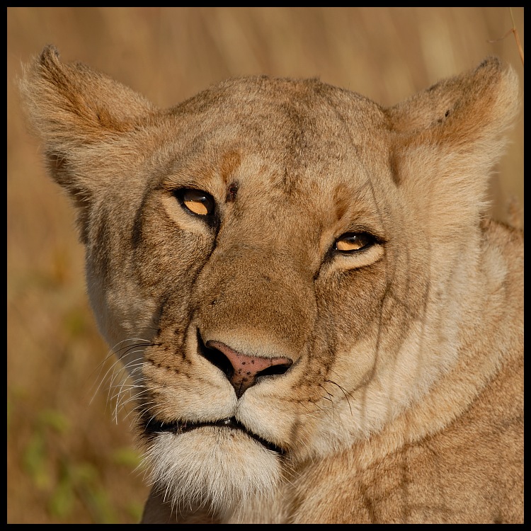  Lwica #12 Przyroda lew ssaki kenia lwy Nikon D200 Sigma APO 500mm f/4.5 DG/HSM Kenia 0 dzikiej przyrody Twarz Lew zwierzę lądowe fauna ssak nos wąsy masajski lew pysk