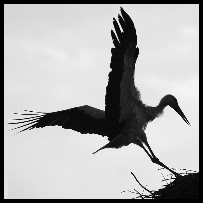  Strefa lądowania Ptaki Bocian ptaki Nikon D200 Sigma APO 70-300mm f/4-5.6 Macro Zwierzęta ptak czarny i biały dziób fauna fotografia monochromatyczna pióro skrzydło bocian monochromia dzikiej przyrody