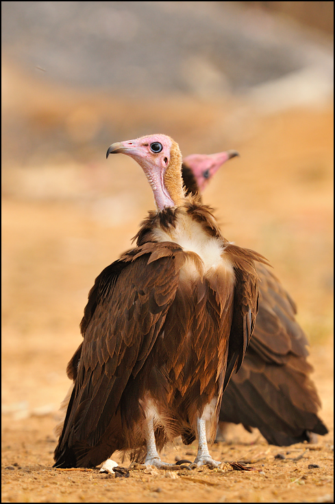  Ścierwnik brunatny Ptaki Nikon D300 Sigma APO 500mm f/4.5 DG/HSM Etiopia 0 ptak drapieżny dziób ptak fauna sęp dzikiej przyrody pióro