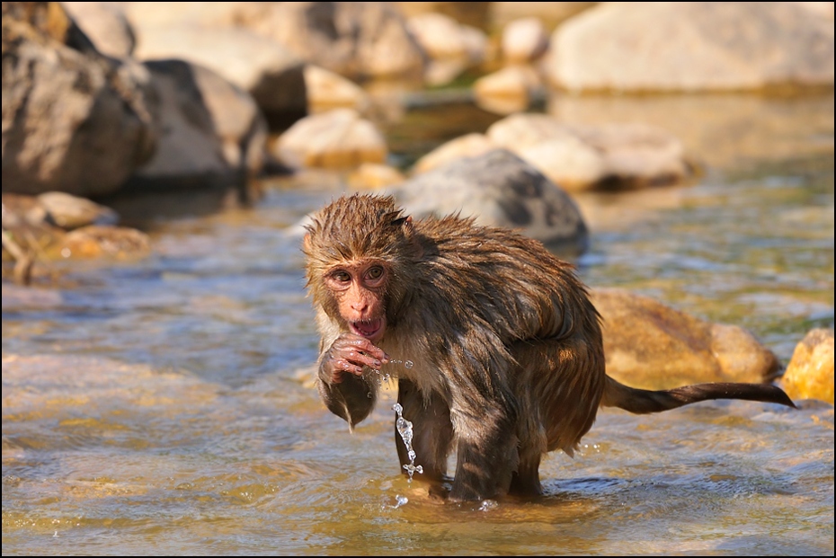  Makak Fauna Nikon D300 Sigma APO 500mm f/4.5 DG/HSM Indie 0 ssak fauna makak prymas dzikiej przyrody stary świat małpa nowa małpa świata woda organizm pawian