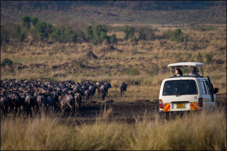  Obserwacja Migracji Migracja Nikon D300 Sigma APO 500mm f/4.5 DG/HSM Kenia 0 safari pustynia dzikiej przyrody samochód łąka sawanna Park Narodowy pojazd Równina ecoregion