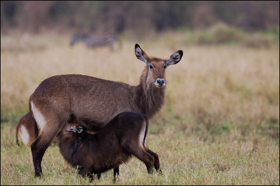  Karmiący Kob śniady Zwierzęta Nikon D300 Sigma APO 500mm f/4.5 DG/HSM Kenia 0 dzikiej przyrody fauna jeleń zwierzę lądowe antylopa łoś waterbuck łąka organizm trawa