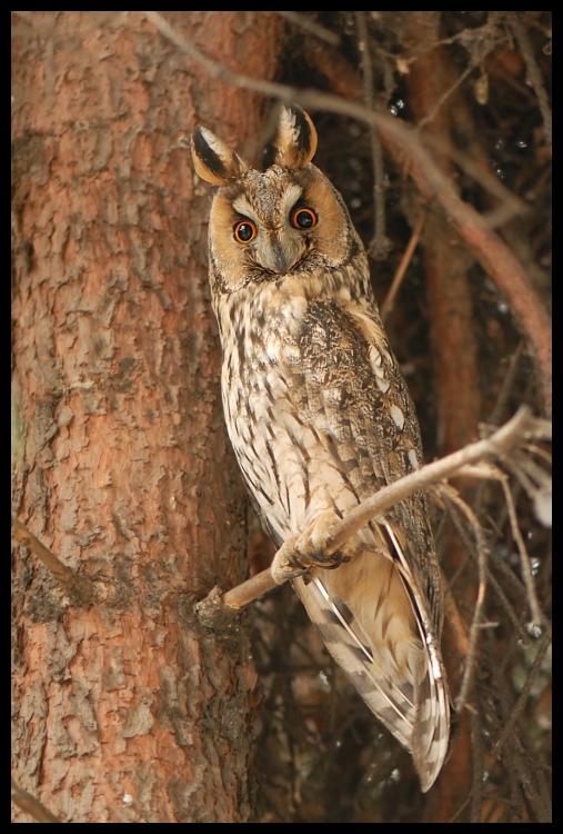  Sowa uszatka Ptaki sowa, owl Nikon D200 AF-S Micro-Nikkor 105mm f/2.8G IF-ED Zwierzęta sowa ptak fauna ptak drapieżny dzikiej przyrody dziób wielka sowa