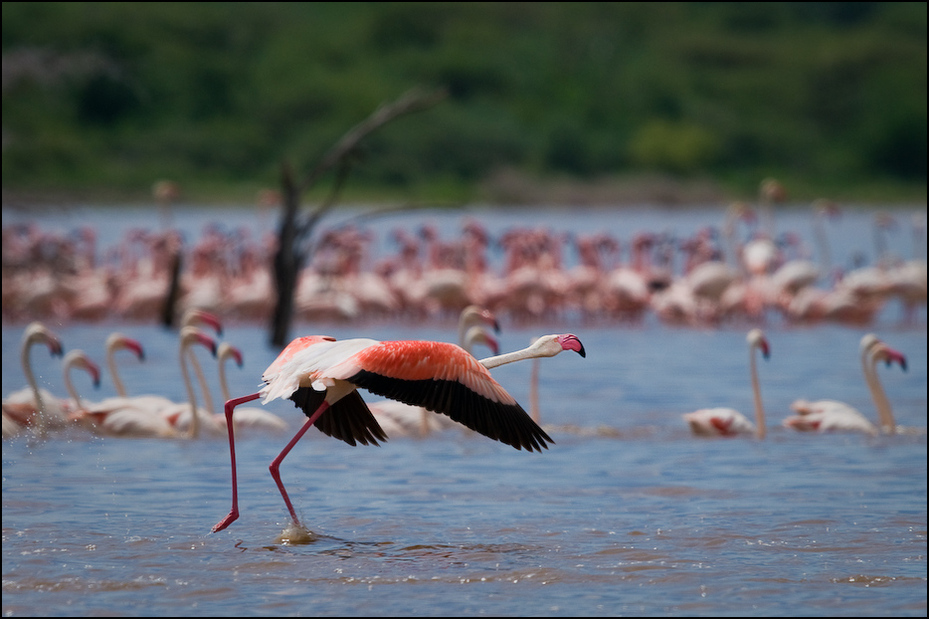  Flamingi jeziorze Bogoria Ptaki Nikon D300 Sigma APO 500mm f/4.5 DG/HSM Kenia 0 ptak flaming woda wodny ptak dziób dzikiej przyrody Ciconiiformes żuraw jak ptak dźwig rzeka