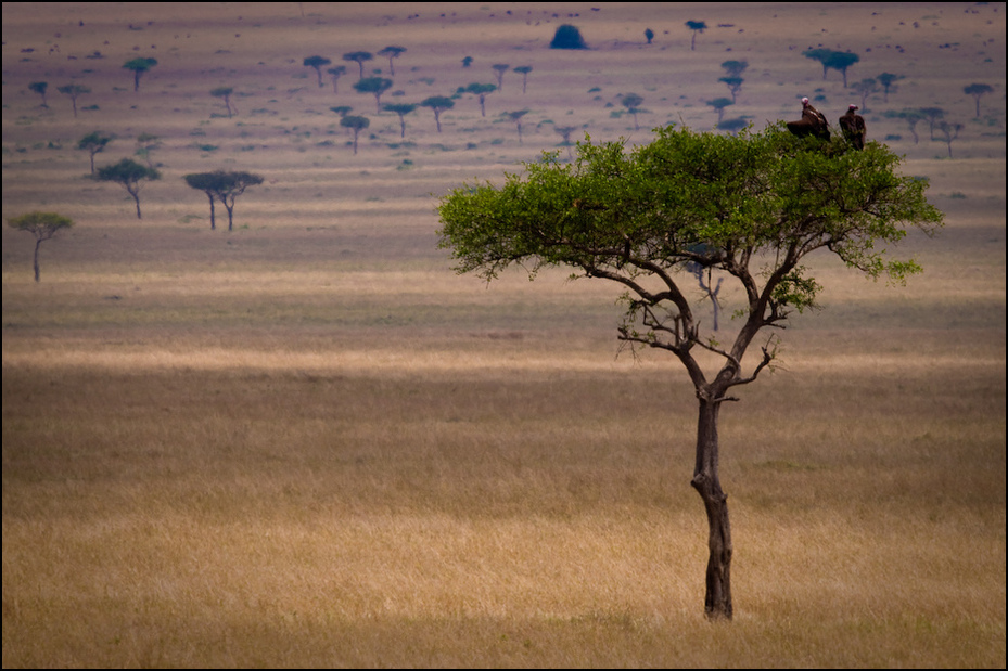 Masai Mara Krajobraz Nikon D300 Sigma APO 500mm f/4.5 DG/HSM Kenia 0 ekosystem sawanna dzikiej przyrody łąka drzewo niebo Równina fauna ranek ecoregion