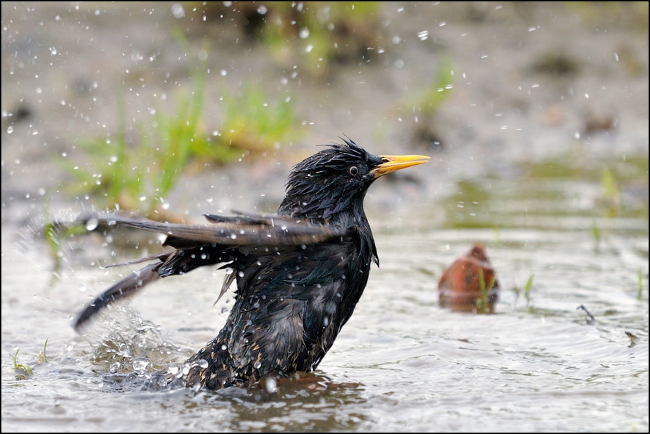  Szpak kąpieli Ptaki Nikon D300 Sigma APO 500mm f/4.5 DG/HSM Zwierzęta ptak dziób kos woda fauna dzikiej przyrody acridotheres ptak przysiadujący organizm pióro